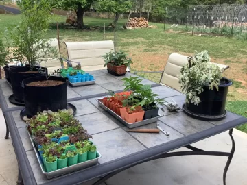 [Hearth.com] 2026 Garden Thread