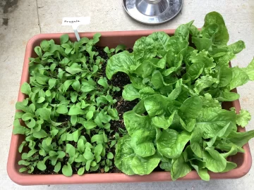 [Hearth.com] 2026 Garden Thread