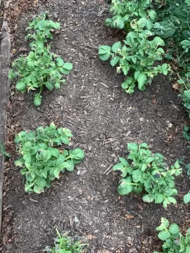 [Hearth.com] 2026 Garden Thread