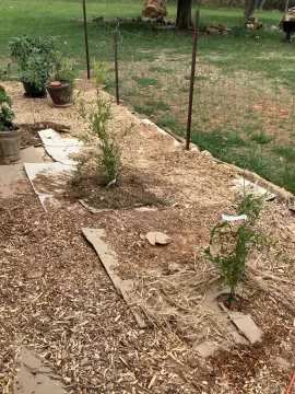 [Hearth.com] 2026 Garden Thread
