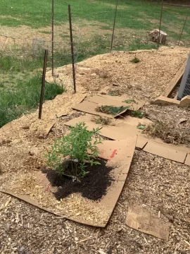 [Hearth.com] 2026 Garden Thread