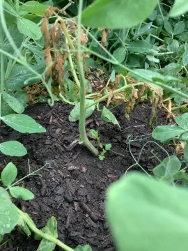 [Hearth.com] 2026 Garden Thread