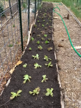 [Hearth.com] 2026 Garden Thread