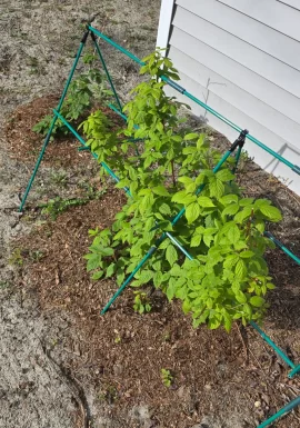 [Hearth.com] 2026 Garden Thread