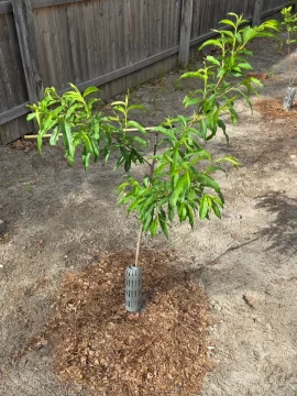 [Hearth.com] 2026 Garden Thread