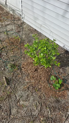 [Hearth.com] 2026 Garden Thread
