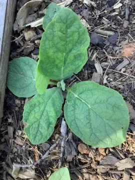 [Hearth.com] 2026 Garden Thread