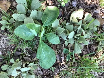 [Hearth.com] 2026 Garden Thread