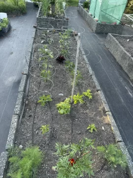 [Hearth.com] 2026 Garden Thread