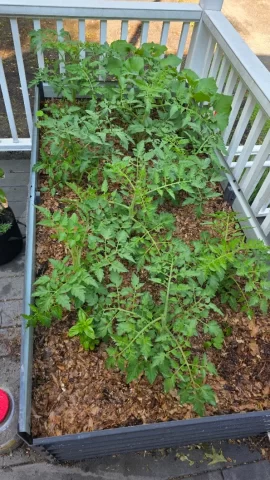 [Hearth.com] 2026 Garden Thread