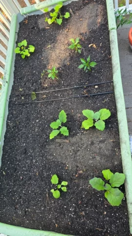 [Hearth.com] 2026 Garden Thread