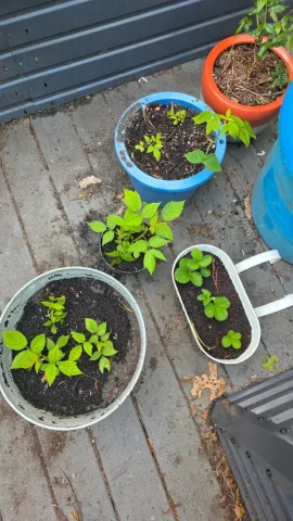 [Hearth.com] 2026 Garden Thread
