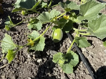 [Hearth.com] 2026 Garden Thread
