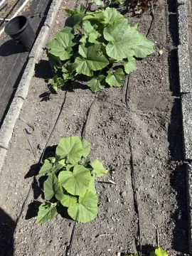 [Hearth.com] 2026 Garden Thread