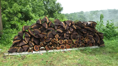 [Hearth.com] 10 Dangerous Trees You Should Never Burn Because the Smoke Can Kill ?