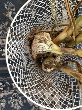[Hearth.com] 2026 Garden Thread