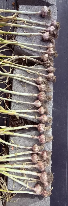 [Hearth.com] 2026 Garden Thread