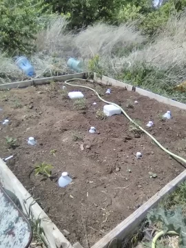 [Hearth.com] 2026 Garden Thread