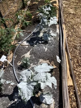 [Hearth.com] 2026 Garden Thread