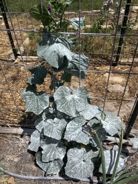 [Hearth.com] 2026 Garden Thread