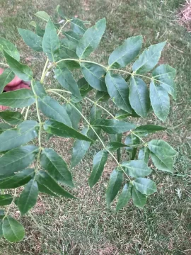 [Hearth.com] Tree ID