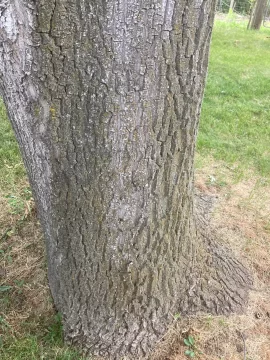 [Hearth.com] Tree ID