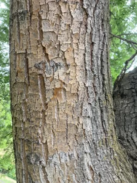 [Hearth.com] Tree ID