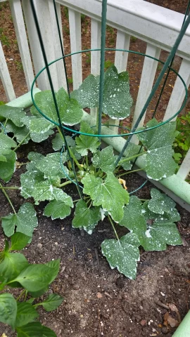 [Hearth.com] 2026 Garden Thread