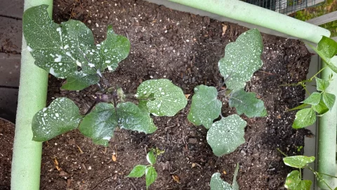 [Hearth.com] 2026 Garden Thread