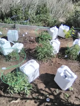 [Hearth.com] 2026 Garden Thread