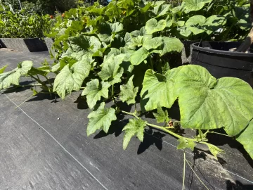 [Hearth.com] 2026 Garden Thread