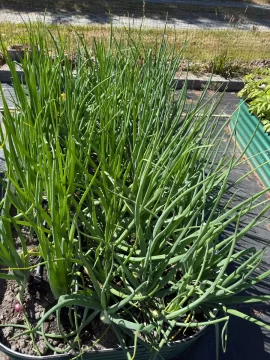 [Hearth.com] 2026 Garden Thread