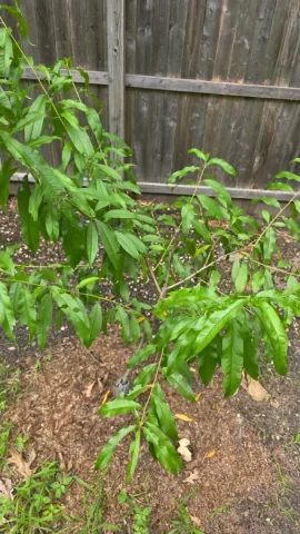 [Hearth.com] 2026 Garden Thread