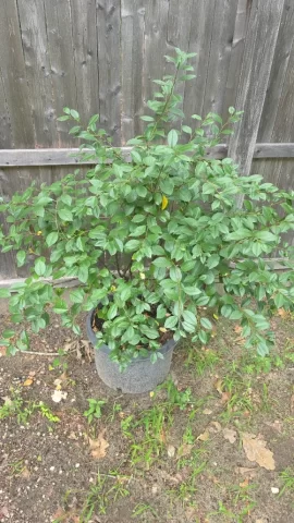[Hearth.com] 2026 Garden Thread