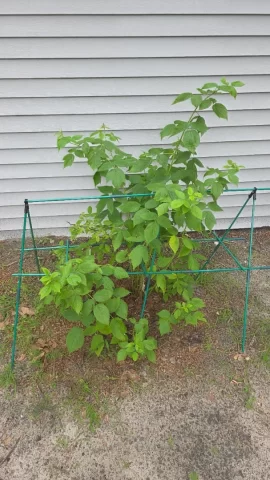 [Hearth.com] 2026 Garden Thread