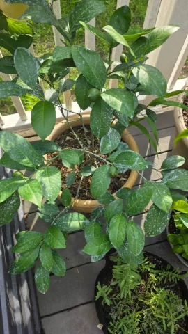 [Hearth.com] 2026 Garden Thread