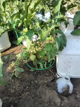 [Hearth.com] 2026 Garden Thread