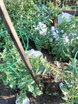 [Hearth.com] 2026 Garden Thread