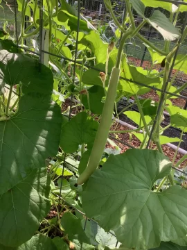 [Hearth.com] 2026 Garden Thread