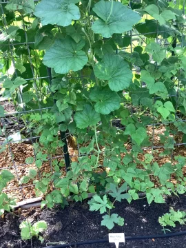 [Hearth.com] 2026 Garden Thread