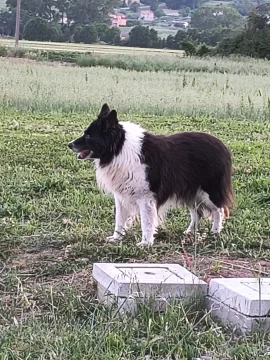 [Hearth.com] Border collie near 13 years old, vestibular syndrome