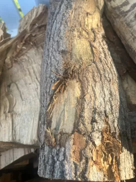 [Hearth.com] What firewood species are these?