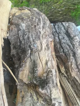 [Hearth.com] What firewood species are these?