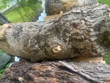 [Hearth.com] What firewood species are these?