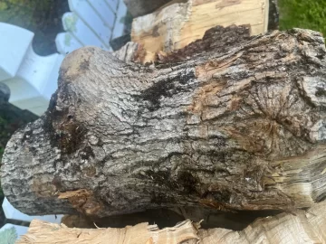 [Hearth.com] What firewood species are these?