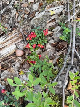 [Hearth.com] Berries