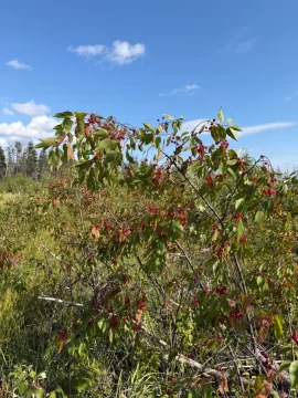 [Hearth.com] Berries