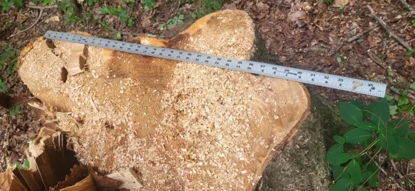 [Hearth.com] Huge red elm finally down.