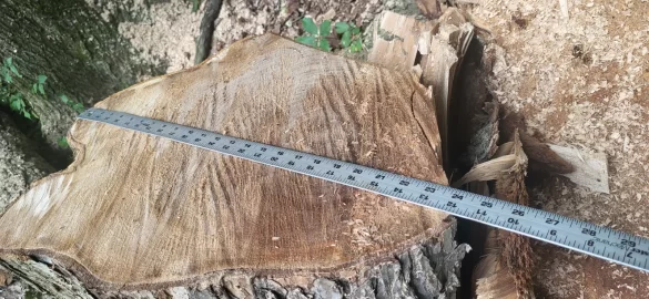 [Hearth.com] Huge red elm finally down.