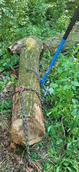 [Hearth.com] Huge red elm finally down.